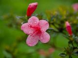Azalea
