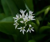 Allium ursinum  
