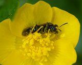 Sawfly on buttercup 
