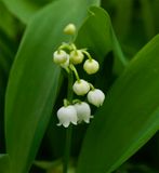 Convallaria majalis 