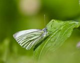 Pieris napi 