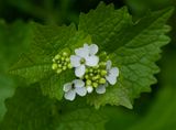 Alliaria petiolata 