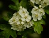 Crataegus monogyna