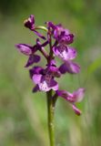 Anacamptis morio 