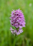 Neotinea tridentata 