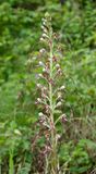 Himantoglossum hircinum subsp. adriaticum  