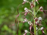 Himantoglossum hircinum subsp. adriaticum 