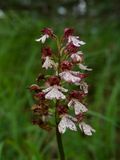 Orchis purpurea 
