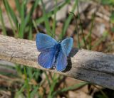 Lysandra bellargus