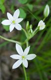 Ornithogalum umbellatum 
