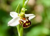 Ophrys apifera 