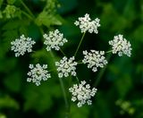 Chaerophyllum temulum