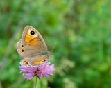 Lasiomata maera  