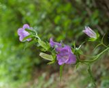 Campanula trachelium