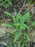 Asplenium trichomanes