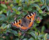 Aglais urticae 