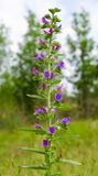 Echium vulgare 