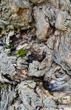 Bark