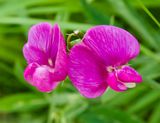 Everlasting Pea