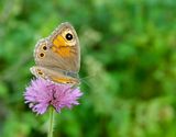 Lasiomata maera 