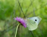 Pieris brassicae 