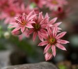 Sempervivum arachnoideum