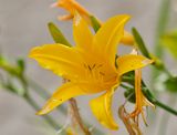 Hemerocallis  