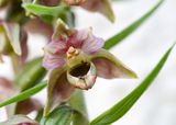 Epipactis helleborine 