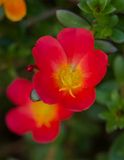 Portulaca grandiflora 