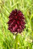 Gymnadenia rhellicani 