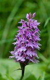 Dactylorhiza fuchsii 