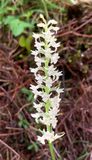 Gymnadenia odoratissima 