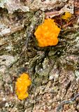 Tremela aurantia