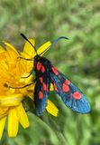 Zygaena trifolii    