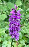 Dactylorhiza fuchsii 