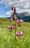 Lilium martagon 