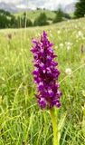 Dactylorhiza majalis alpestris 