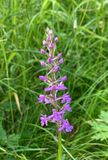 Gymnadenia conopsea 