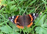Vanessa atalanta 