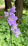 Campanula persicifolia 