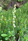 Goodyera repens  
