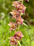 Epipactis atrorubens 