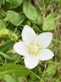 Parnassia palustris