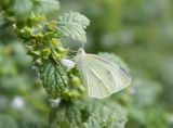 Pieris rapae 