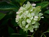 Hydrangea