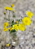 Chrysanthemum