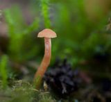 Laccaria laccata
