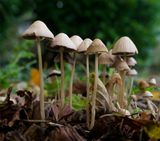 Psathyrella conopilus