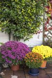 Autumn colors