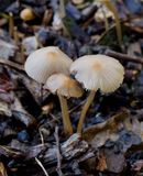 Psathyrella spec. 